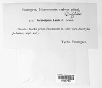 Peronospora lamii image
